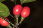 Southern spicebush <BR>Pondberry